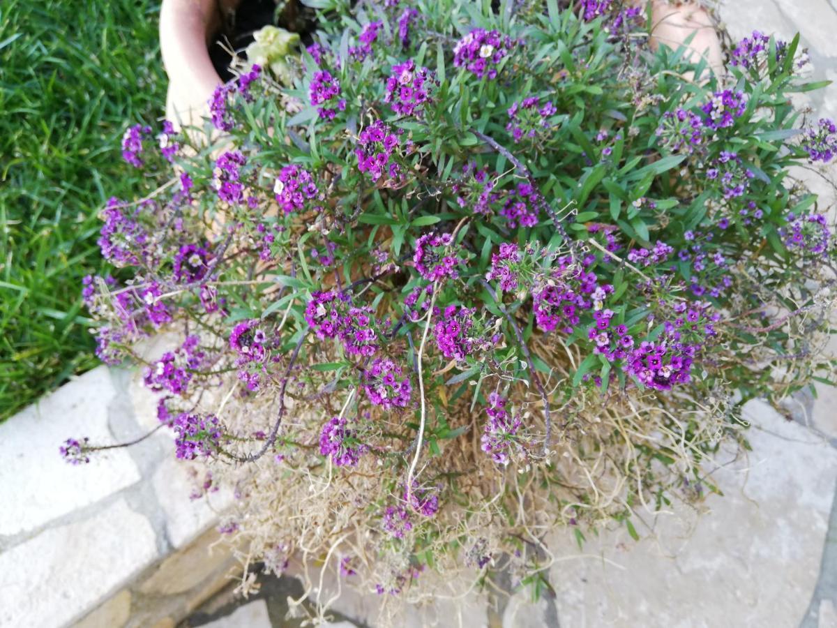 ויר Apartmani Poljanec מראה חיצוני תמונה